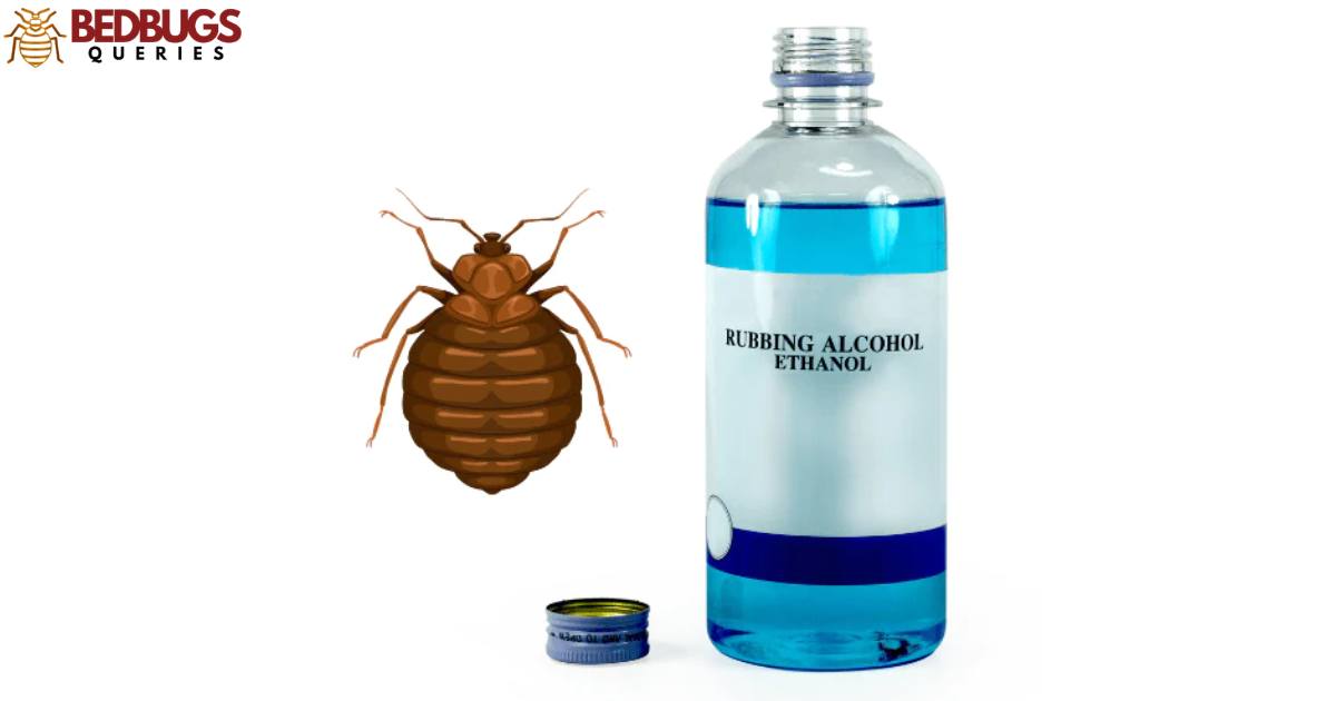 Do Rubdomain Alcohol Kill Bed Bugs?