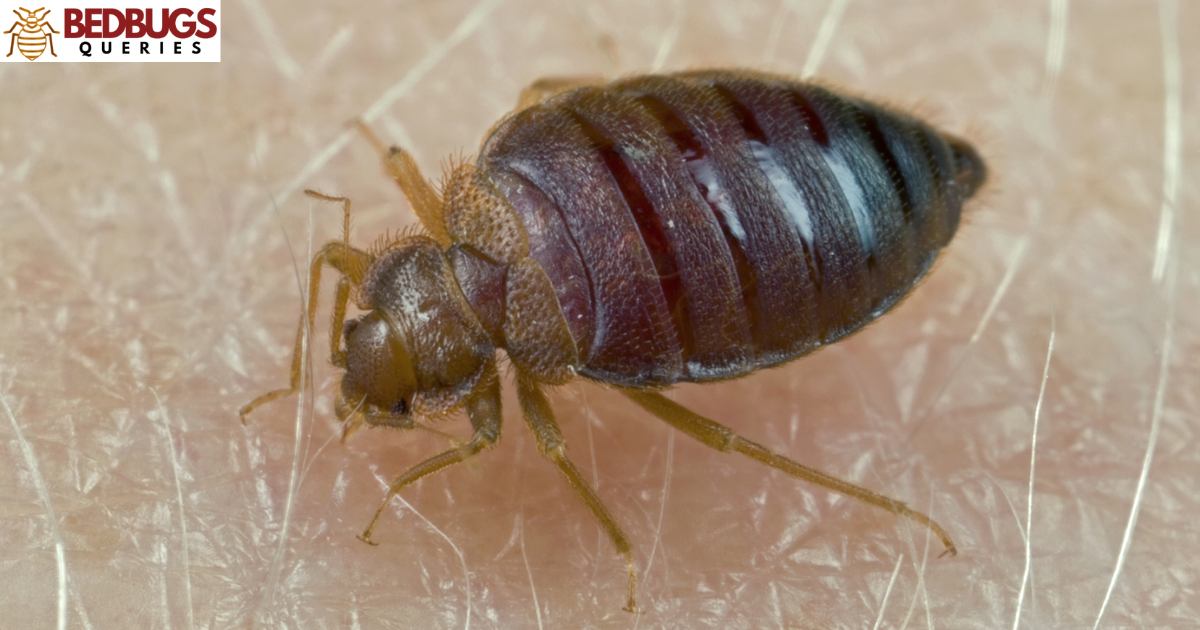 Does Baby Powder Suffocate Bed Bugs?