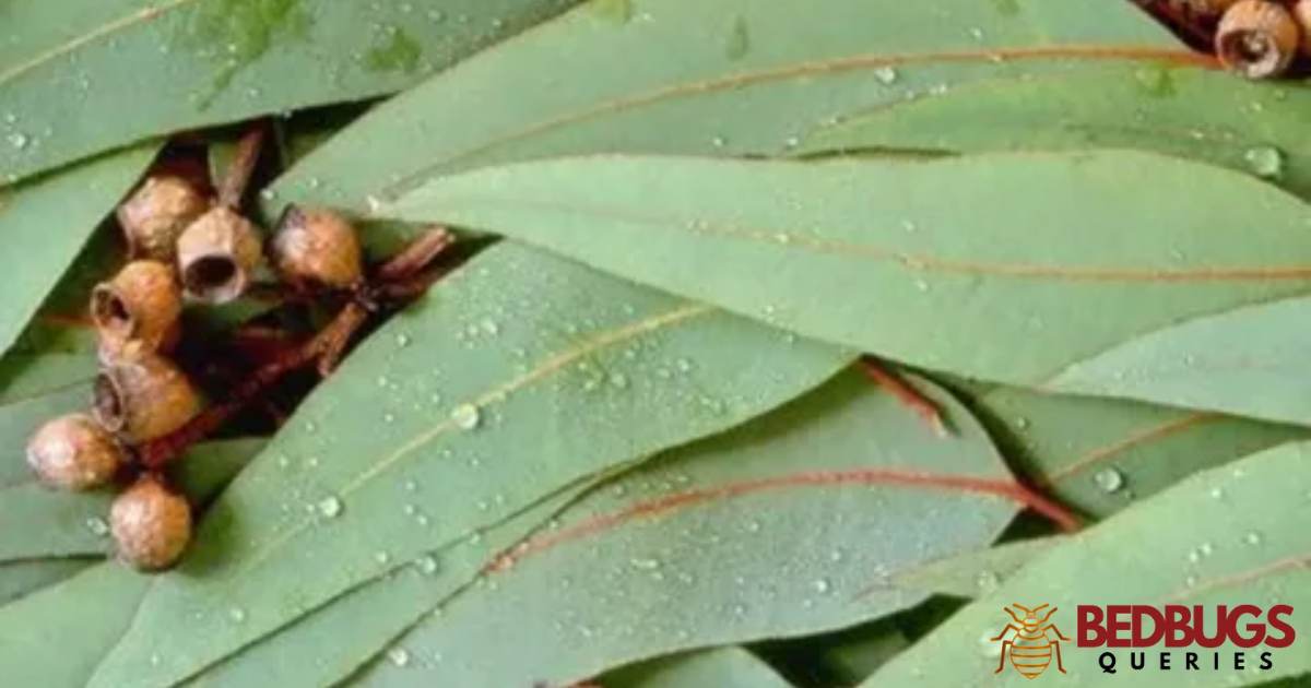 Does Eucalyptus Repel Bed Bugs?