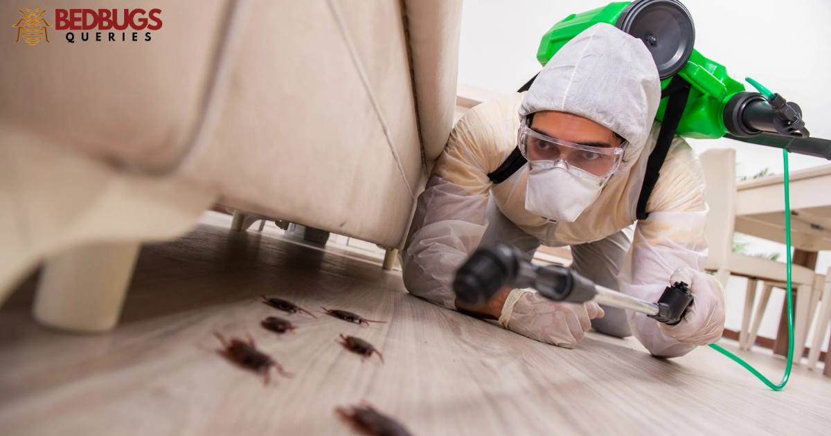 Does Fumigation Kill Bed Bugs?