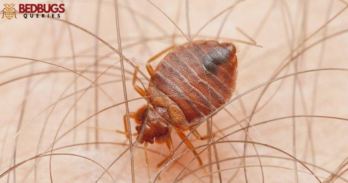 Does Tempo Kill Bed Bugs?