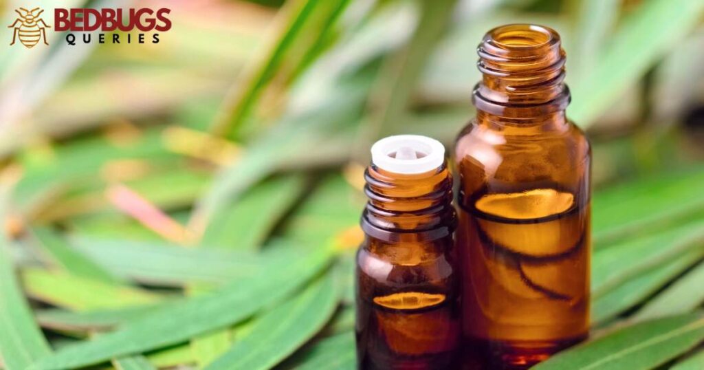 Eucalyptus Essential Oils and Bed Bug Infestations