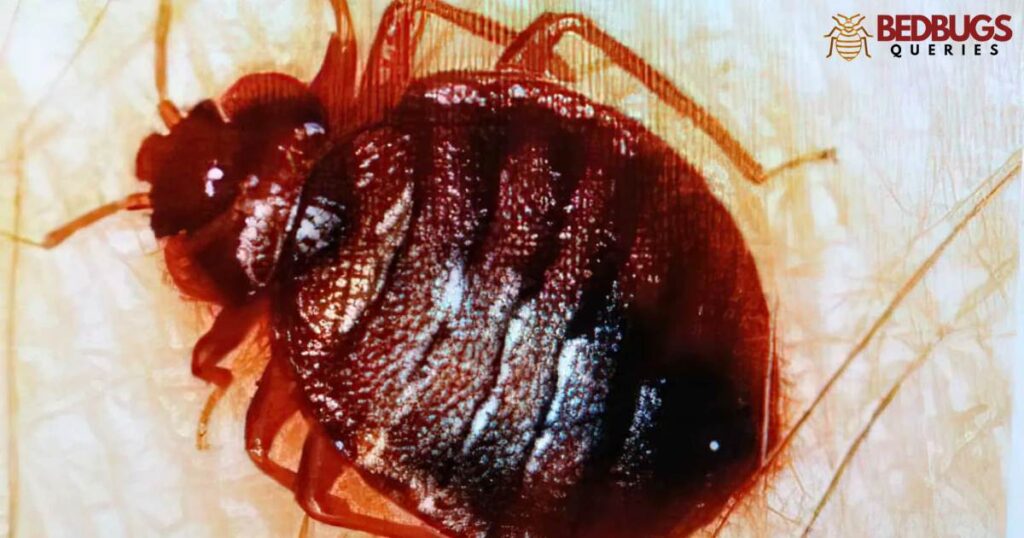 Health Concerns and Bed Bug Crushing