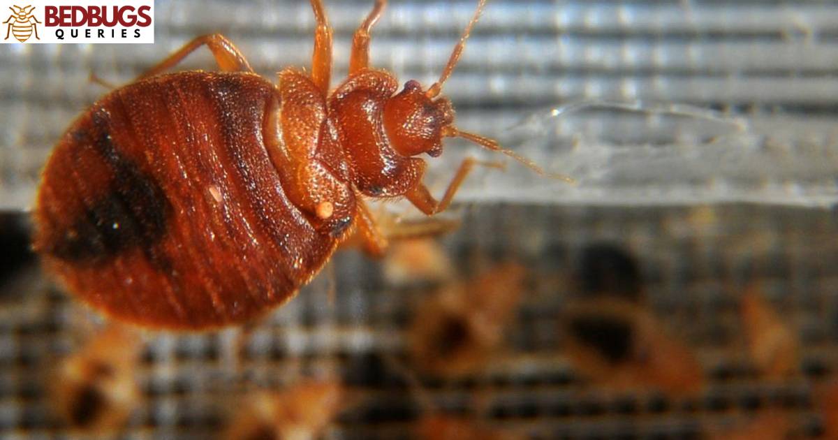 How To Say Bed Bugs In Jamaica?