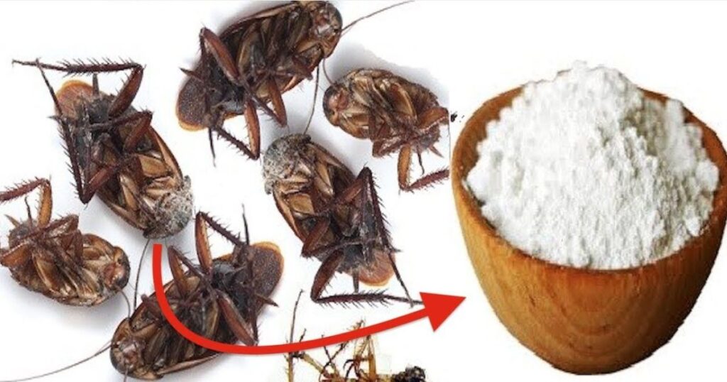 Other Natural Remedies for Bed Bugs