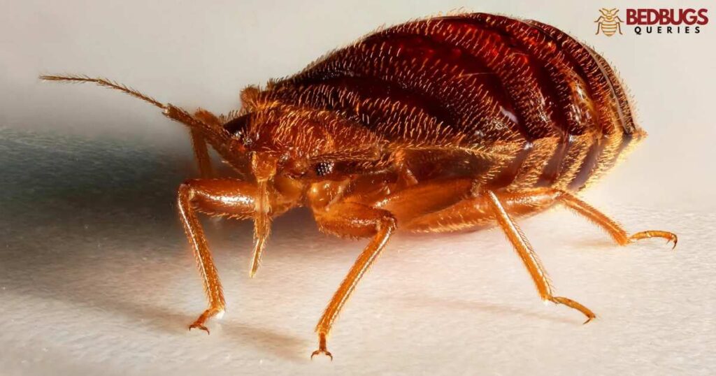 The Science Behind Fabuloso on Bed Bugs