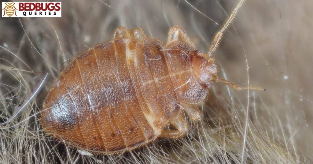 The Science of Bed Bug Attraction to Textiles