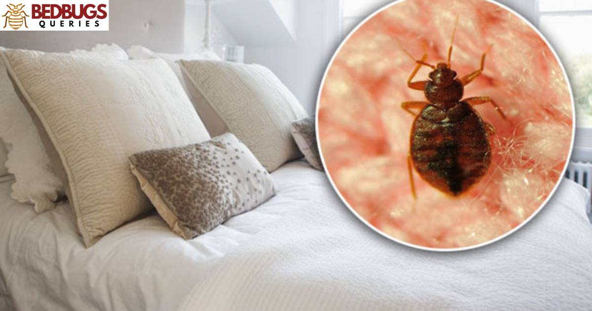 What To Do If Your Neighbor Has Bed Bugs?