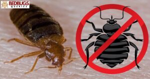 TOP 10 SCENTS THAT KEEP BED BUGS AWAY