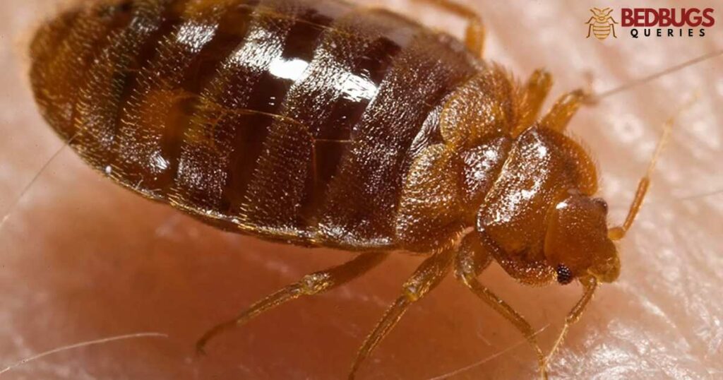 What Smells Do Bed Bugs Hate?