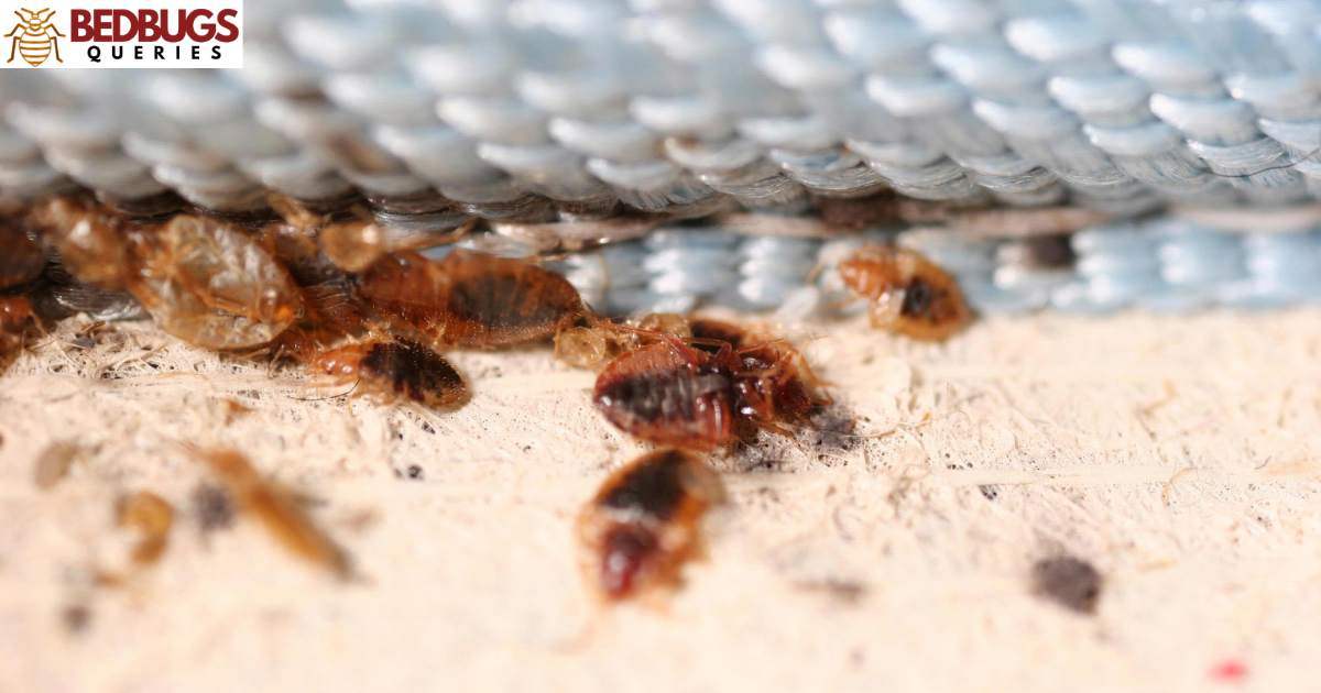Will Pine Sol Kill Bed Bugs?