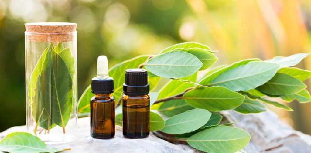 Comparing Tea Tree Oil with Traditional Bed Bug Treatments