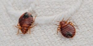 Does Spectracide Kill Bed Bugs?