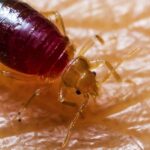 Does Tea Tree Oil Get Rid Of Bed Bugs?