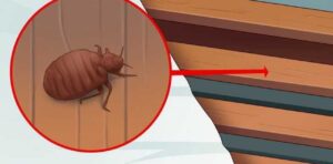 How Long For Bed Bugs To Starve?
