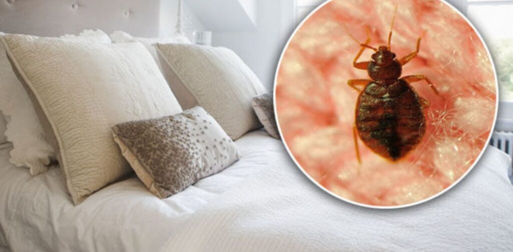 Spectracide vs. Bed Bug Infestations: Real-life Results