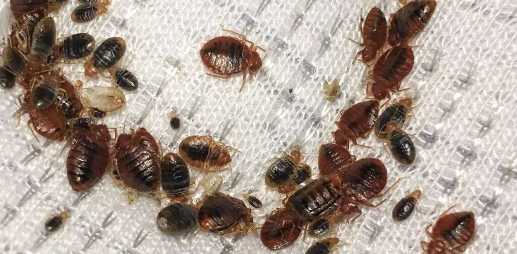 Testing Spectracide: Efficacy in Bed Bug Elimination