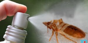 Does Raid Roach Spray Kill Bed Bugs?