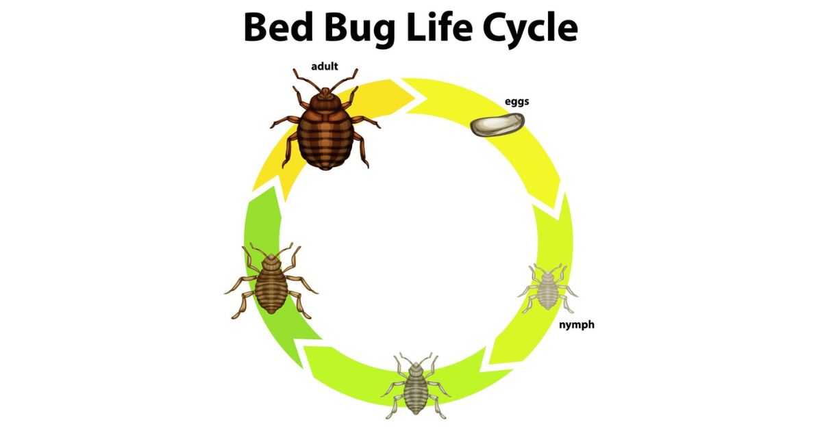 Understanding the Bed Bug Lifecycle